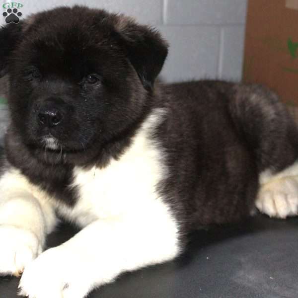 Lyle, Akita Puppy